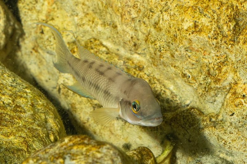 Neolamprologus longicaudatus 'Milima Island'